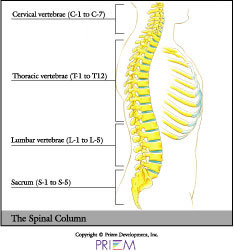 home remedies for back pain South Shore, home remedies for neck pain South Shore, home remedies for back pain Boston, home remedies for neck pain Boston, nonsurgical treatment for back pain south shore, nonsurgical treatment for neck pain south shore, nonsurgical treatment for back pain Boston, nonsurgical treatment for neck pain Boston, spine anatomy library south shore, spine anatomy library boston