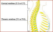 boston spine center provides anatomy for back pain and neck pain,home remedies for back pain South Shore, home remedies for neck pain South Shore, home remedies for back pain Boston, home remedies for neck pain Boston, nonsurgical treatment for back pain south shore, nonsurgical treatment for neck pain south shore, nonsurgical treatment for back pain Boston, nonsurgical treatment for neck pain Boston